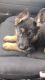 German Shepherd Puppies for sale in Clinton Twp, MI 48035, USA. price: $1,600