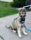 German Shepherd Puppies for sale in Oshkosh, WI, USA. price: $200