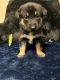 German Shepherd Puppies for sale in Taunton, MA, USA. price: $700