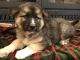 German Shepherd Puppies for sale in Bellingham, WA, USA. price: $500