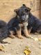 German Shepherd Puppies for sale in Hartford, CT 06114, USA. price: $1,000