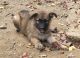 German Shepherd Puppies for sale in Harrisburg, PA, USA. price: $900