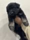 German Shepherd Puppies for sale in Lake Stevens, WA 98258, USA. price: NA