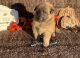 German Shepherd Puppies for sale in Winnemucca, NV 89445, USA. price: $1,500