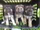 German Shepherd Puppies for sale in Olathe, KS 66061, USA. price: $500