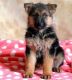 German Shepherd Puppies for sale in Reno, NV 89512, USA. price: $500