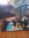 German Shepherd Puppies for sale in Eastpointe, MI 48021, USA. price: $800