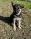 German Shepherd Puppies for sale in Denton, TX, USA. price: $500
