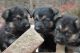 German Shepherd Puppies for sale in South Boston, VA 24592, USA. price: $650