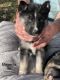 German Shepherd Puppies for sale in Wenatchee, WA 98801, USA. price: $75