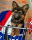German Shepherd Puppies for sale in Cleveland, Ohio. price: $500