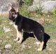 German Shepherd Puppies for sale in Royalston, MA, USA. price: NA