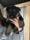German Shepherd Puppies for sale in Duncansville, PA 16635, USA. price: $800
