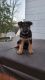 German Shepherd Puppies for sale in Harrisonburg, Virginia. price: $650