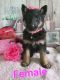German Shepherd Puppies for sale in Coldwater, MI 49036, USA. price: $800