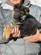 German Shepherd Puppies for sale in Philadelphia, Pennsylvania. price: $500