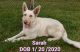 German Shepherd Puppies for sale in Covington, VA 24426, USA. price: $300