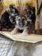 German Shepherd Puppies for sale in Ashville, New York. price: $600