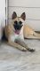 German Shepherd Puppies for sale in Conroe, Texas. price: $800