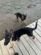 German Shepherd Puppies for sale in Anderson, Indiana. price: $300