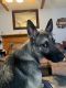 German Shepherd Puppies for sale in Manchester, Connecticut. price: NA