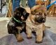 German Shepherd Puppies for sale in New York, New York. price: $600