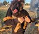 German Shepherd Puppies for sale in Frankfort, Indiana. price: $1,000