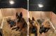 German Shepherd Puppies for sale in New Castle, Pennsylvania. price: $120,000