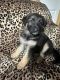 German Shepherd Puppies for sale in Federal Way, WA, USA. price: $600