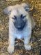 German Shepherd Puppies for sale in San Antonio, Texas. price: NA