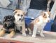 German Shepherd Puppies for sale in Yakima, Washington. price: $100