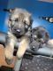 German Shepherd Puppies for sale in Waterbury, CT, USA. price: $1,000