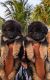 German Shepherd Puppies for sale in Chennai, Tamil Nadu. price: 10,000 INR