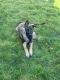 German Shepherd Puppies for sale in Sedro Woolley, Washington. price: $300