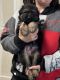 German Shepherd Puppies for sale in Kalamazoo, MI 49009, USA. price: $1,200