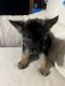 German Shepherd Puppies for sale in Dickinson, Texas. price: $500