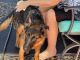 German Shepherd Puppies for sale in Titusville, Florida. price: $2,850