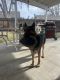 German Shepherd Puppies for sale in Sparks, Nevada. price: NA