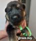 German Shepherd Puppies for sale in Dallas, Texas. price: $1,200