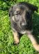 German Shepherd Puppies for sale in Dallas, Texas. price: $400