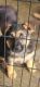 German Shepherd Puppies for sale in Norwalk, California. price: $700