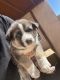 German Shepherd Puppies for sale in Bakersfield, California. price: $550