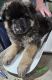 German Shepherd Puppies for sale in Ottumwa, IA 52501, USA. price: $1,500