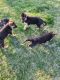 German Shepherd Puppies for sale in Toppenish, WA 98948, USA. price: $700