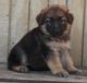 German Shepherd Puppies for sale in Columbus, GA, USA. price: NA