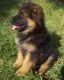 German Shepherd Puppies for sale in Green Bay, WI, USA. price: $400
