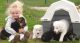 German Shepherd Puppies for sale in Harrisburg, PA, USA. price: NA
