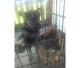 German Shepherd Puppies for sale in Amarillo, TX, USA. price: $400