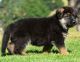 German Shepherd Puppies for sale in Albany, NY, USA. price: NA