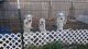 German Shepherd Puppies for sale in Amarillo, TX, USA. price: $700